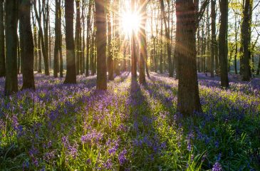 What Happens at a Woodland Burial?